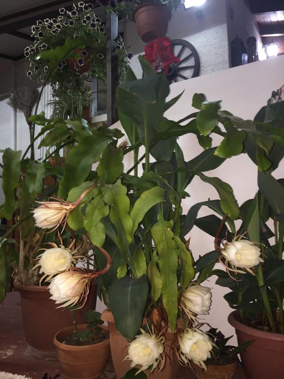 Apartament Estia Vasilis Manoli *